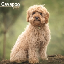 Cavapoo Square Wall Calendar 2025