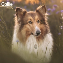 Collie Square Wall Calendar 2025