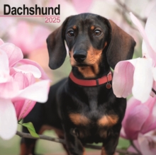 Dachshund Square Wall Calendar 2025