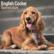 English Cocker Spaniel Square Wall Calendar 2025