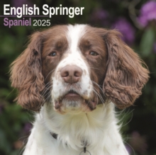 English Springer Spaniel Square Wall Calendar 2025