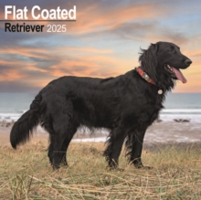 Flat Coated Retriever Square Wall Calendar 2025