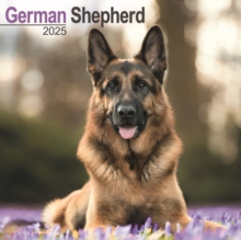 German Shepherd Square Wall Calendar 2025