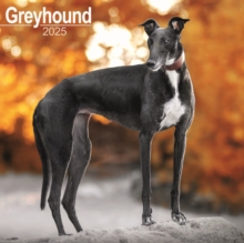 Greyhound Calendar 2025 Square Dog Breed Wall Calendar - 16 Month