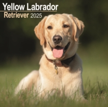 Labrador Retriever Yellow Square Wall Calendar 2025