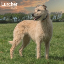 Lurcher Square Wall Calendar 2025