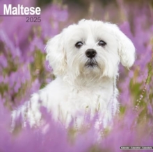 Maltese Calendar 2025 Square Dog Breed Wall Calendar - 16 Month