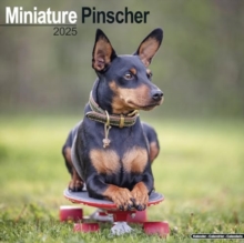 Miniature Pinscher Calendar 2025 Square Dog Breed Wall Calendar - 16 Month