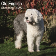 Old English Sheepdog Calendar 2025 Square Dog Breed Wall Calendar - 16 Month