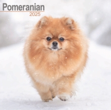 Pomeranian Square Wall Calendar 2025