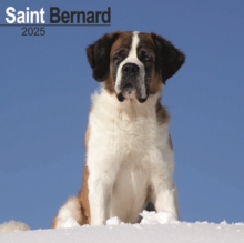 Saint Bernard Square Wall Calendar 2025