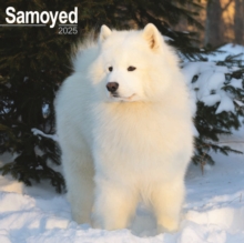 Samoyed Square Wall Calendar 2025