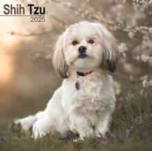 Shih Tzu Square Wall Calendar 2025