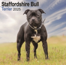 Staffordshire Bull Terrier Square Wall Calendar 2025