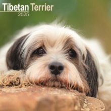 Tibetan Terrier Square Wall Calendar 2025