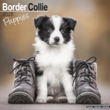 Border Collie Puppies Calendar 2025 Square Dog Puppy Breed Wall Calendar - 16 Month