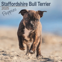 Staffordshire Bull Terrier Puppies Square Wall Calendar 2025