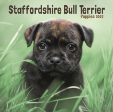 Staffordshire Bull Terrier Puppies Square Mini Calendar 2025