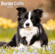 Border Collie Calendar 2026  Square Dog Breed Wall Calendar - 16 Month