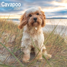 Avonside Publishing Ltd Cavapoo Calendar 2026 Square Dog Breed Wall Calendar - 16 Month