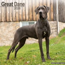 Avonside Publishing Ltd Great Dane (Euro) Calendar 2026 Square Dog Breed Wall Calendar - 16 Month