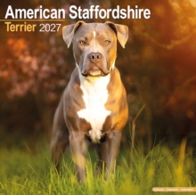 American Staffordshire Terrier