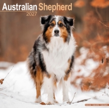 Australian Shepherd