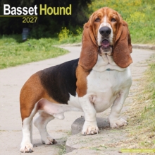 Basset Hound