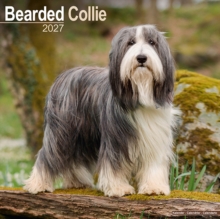 Bearded Collie