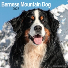 Bernese Mountain Dog