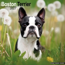 Boston Terrier