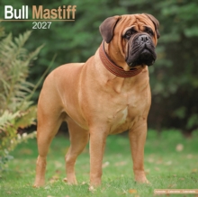Bull Mastiff Avonside Publishing