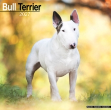 Bull Terrier