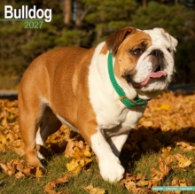 Bulldog