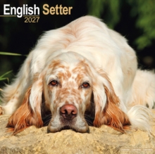 English Setter