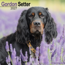 Gordon Setter