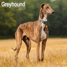 Greyhound