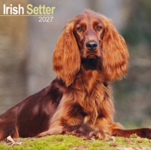 Irish Setter