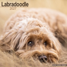 Labradoodle Wall