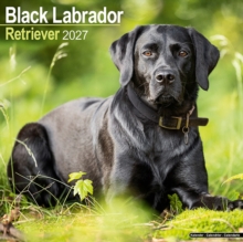 Labrador Retriever Black Wall