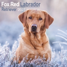Labrador Retriever Fox Red Wall