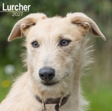 Lurcher Avonside Publishing