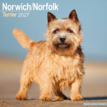 Norwichnorfolk Terrier