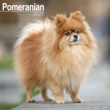 Pomeranian