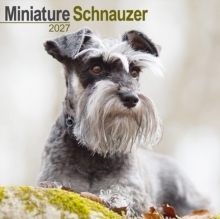 Schnauzer Miniature