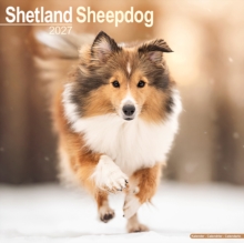 Shetland Sheepdog