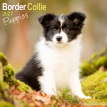 Border Collie Puppies