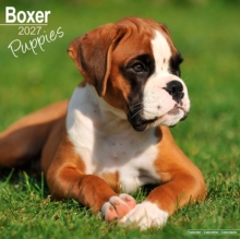 Boxer Puppies