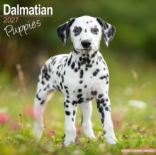 Dalmatian Puppies