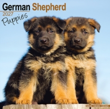 German Shepherd Puppies